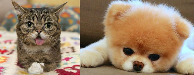cutest cat lil bub and cutest dog boo